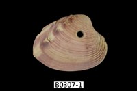 藏品(簾蛤)的圖片